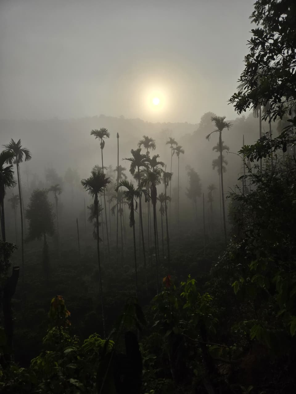 Misty arecanut estate at sunrise