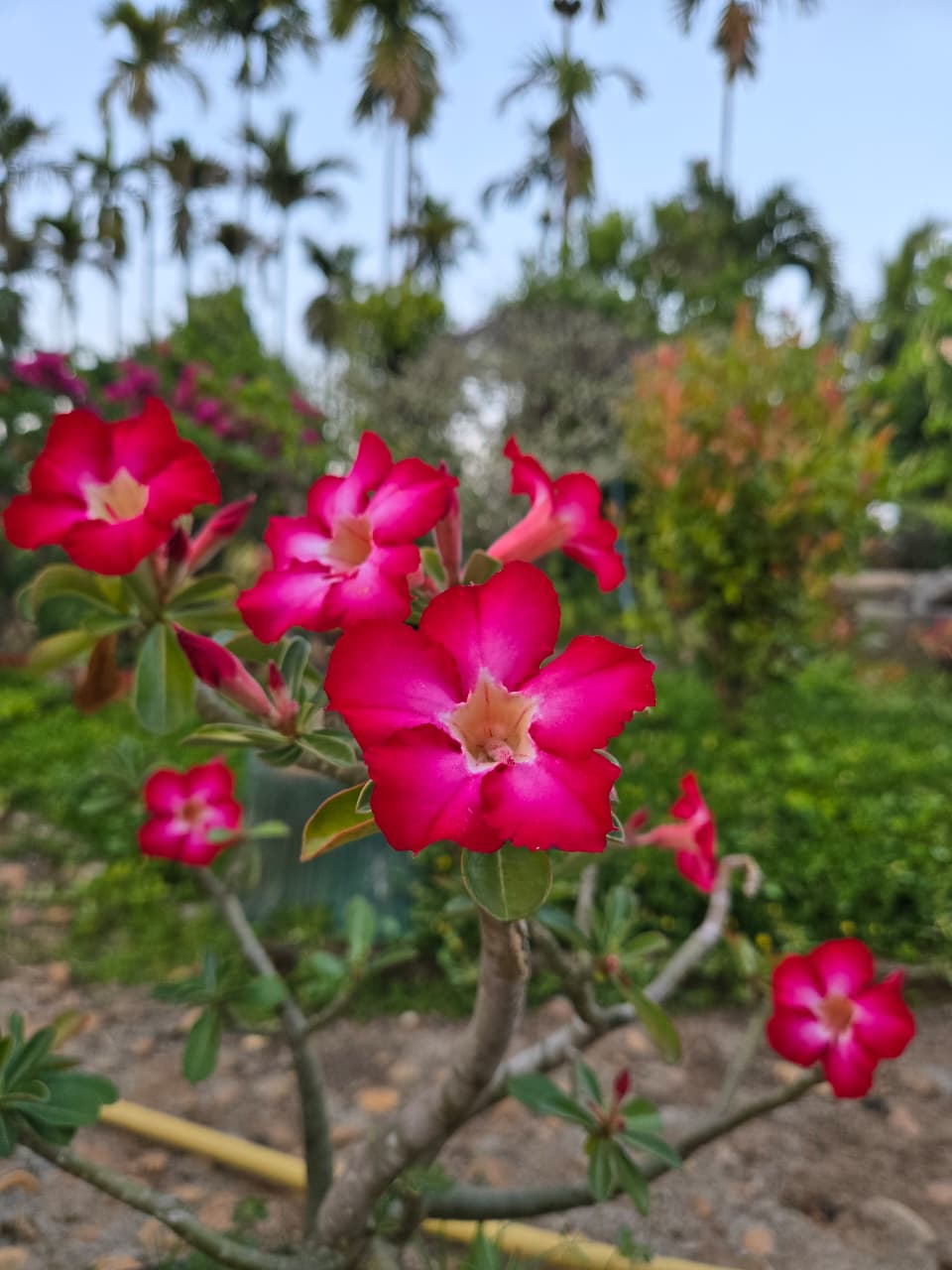 Garden flowers at Sriniketana Homestay